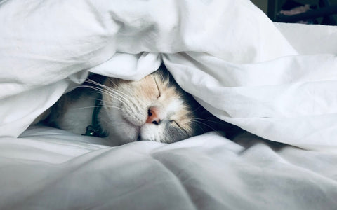 Person sleeping peacefully in a softly lit bedroom, representing improved sleep after quitting smoking