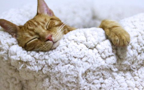 8 Unusual Ways to Fall Asleep Quickly! - Clearmindshypnotherapy