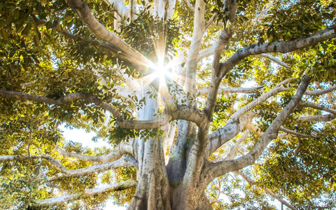 Soft sunlight filtering through peaceful forest trees, evoking calm and acceptance