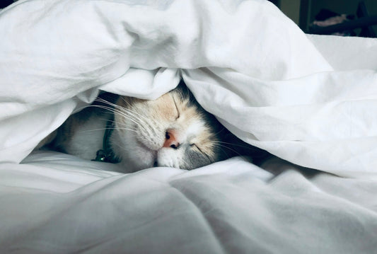 Person sleeping peacefully in a calm, softly lit bedroom — hypnotherapy for nightmares and sleep disorders