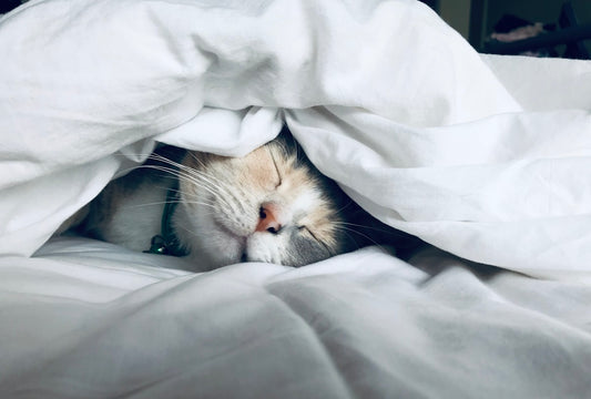 Person sleeping peacefully in a softly lit bedroom, representing improved sleep after quitting smoking
