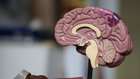 Close-up of a glowing human brain illustration — representing the neuroscience behind clinical hypnosis used in brain surgery